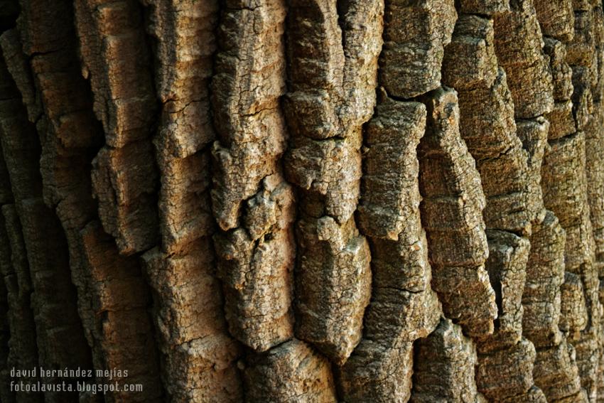 Vericuetos de la piel de un árbol