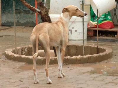 Bolo, precioso galgo en adopción. Ecija (Sevilla)