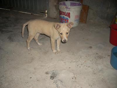 CACHORRILLA PODENCA TIRADA A UN CONTENEDOR DE BASURA. ALCAUDETE (JAÉN)