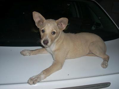 CACHORRILLA PODENCA TIRADA A UN CONTENEDOR DE BASURA. ALCAUDETE (JAÉN)