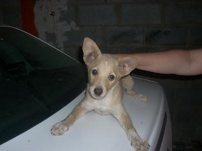 CACHORRILLA PODENCA TIRADA A UN CONTENEDOR DE BASURA. ALCAUDETE (JAÉN)