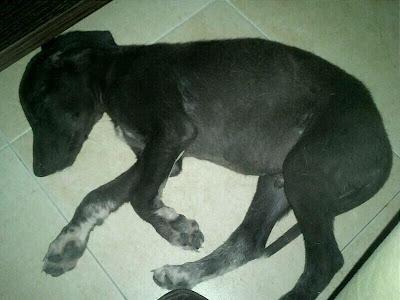 SATUR, cachorrito de galgo macho en adopción. (Madrid)