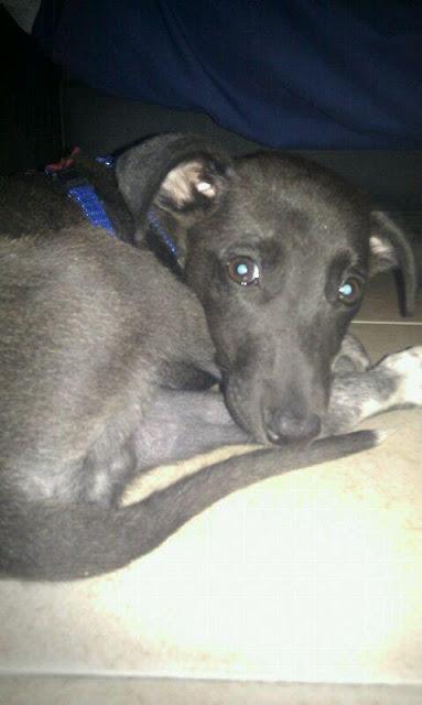 SATUR, cachorrito de galgo macho en adopción. (Madrid)