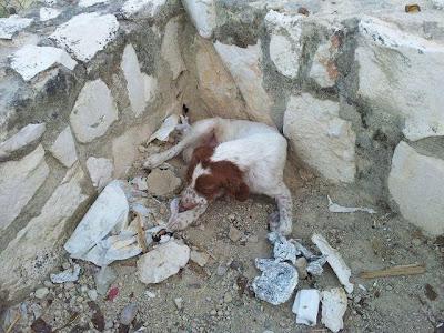 ESTO ES HORRIBLE, ABANDONADO EN LA CARRETERA.