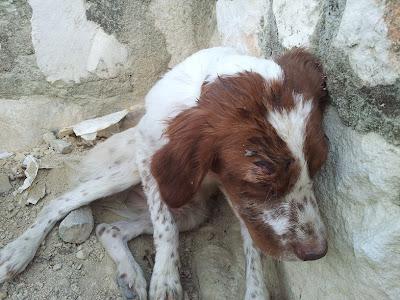 ESTO ES HORRIBLE, ABANDONADO EN LA CARRETERA.
