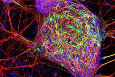 Neuronas de Cordón Umbilical