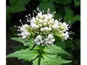 Valeriana