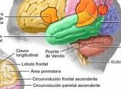 grasas consumimos pueden afectar funcionamiento cerebro