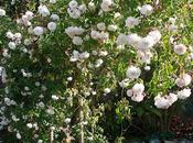 Árbol Rosas
