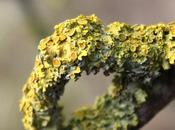 Soul Vibrations Olga Planet