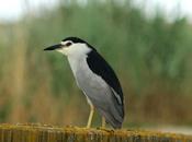 DELTA EBRO GARZAS MARTINETES