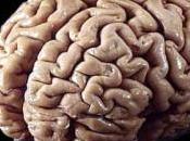 pérdida memoria podría tener cura
