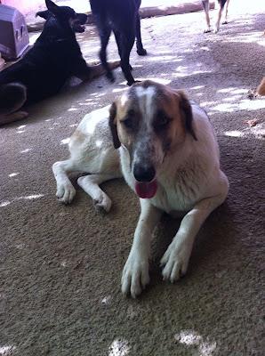 Ruthy mastina con secuelas físicas necesita adopción.