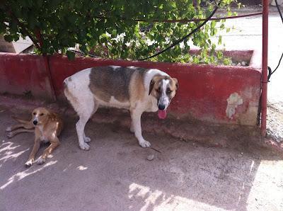 Ruthy mastina con secuelas físicas necesita adopción.