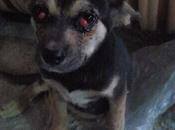 Cachorrita traumatismos dependencias municipales pueblo Jaén... Ayuda!!!