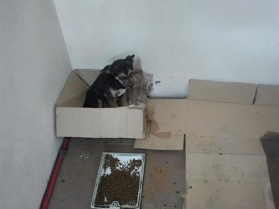 Cachorrita con traumatismos en dependencias municipales en un pueblo de Jaén... Ayuda!!!