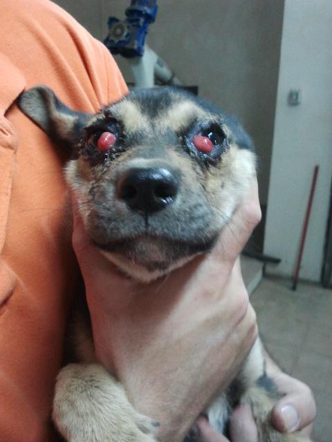 Cachorrita con traumatismos en dependencias municipales en un pueblo de Jaén... Ayuda!!!