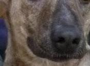 Adopción para DINA Hembra adulta, 30kg, 45cm altura, buena. MURCIA‏