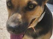 Adopción para CLOE Macho adulto, 25kg, 42cm altura, bueno. MURCIA‏