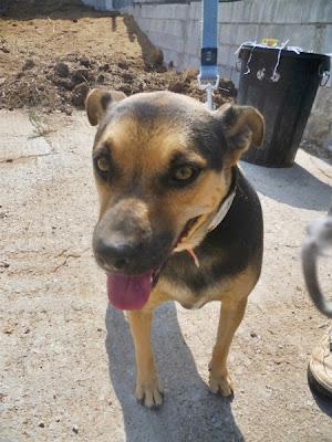 Adopción para CLOE . Macho adulto, 25kg, 42cm altura, muy bueno. MURCIA‏