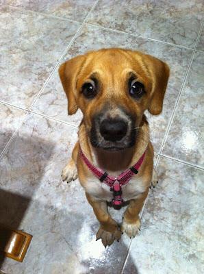 DEVUELVEN A BELLA!!! 3,5 MESES TAMAÑO MEDIANO.URGENTE ACOGIDA O ADOPCION BARCELONA!!