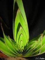 Cyperáceae de Venezuela toda la información es Irene Carolina Fedón Ch.