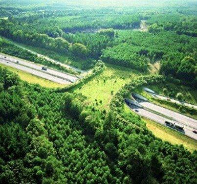 Foto: Obviamente no es España: hacen este puente SOLO para que los animales puedan cruzar sin peligro la autopista...