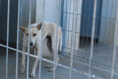 PODENCO Y PASTOR VASCO CON HORAS DE VIDA!!! MUY URGENTE.