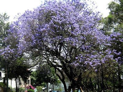 Siembra tu árbol desde la semilla: Jacarandas