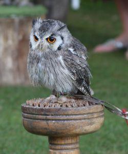 Estanis y el optimismo