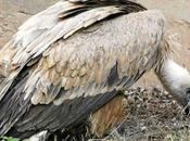 presidentes cotos caza detenidos envenenar aves