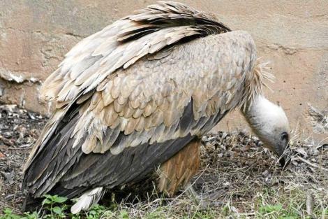 Un ejemplar de buitre leonado, una de las especies protegidas afectadas. | María Alonso.