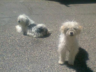 DOS PELUCHES BLANCOS MARAVILLOSOS ABANDONADOS PUEBLO DE SEVILLA. . 1 AÑO, SON HERMANOS.‏