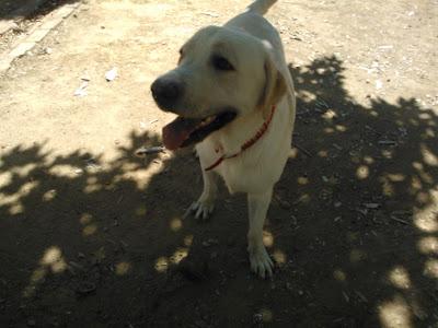Nerón, labrador de año y medio ignorado por su familia.‏