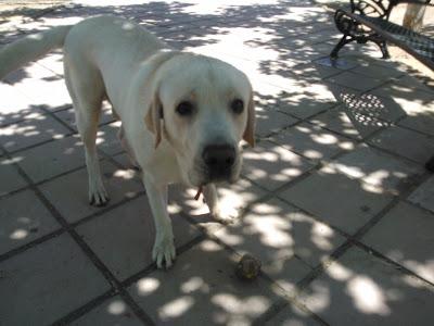 Nerón, labrador de año y medio ignorado por su familia.‏