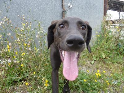 Adopción para DARK . Hembra adulta, 18kg, 50cm altura, muy buena. MURCIA.