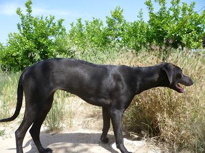 Adopción para DARK . Hembra adulta, 18kg, 50cm altura, muy buena. MURCIA.