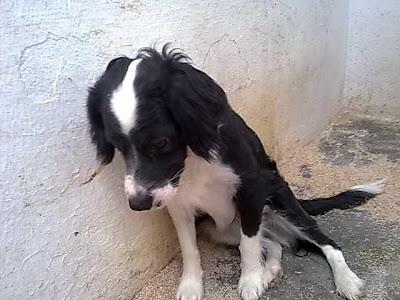 BRUNO, CACHORRO DE 6 MESES. PERRERA DE HELLIN (ALBACETE)