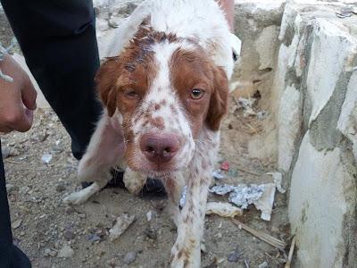 ALAN, TIRADO COMO BASURA, OTRA VÍCTIMA DEL ABANDONO EN CARRETERA. EL ARCA DE NOE CÓRDOBA.