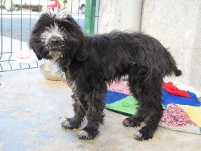 FITI, se nos muere, por favor, que alguien le ayude!!