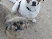 ADOPCIÓN CONJUNTA PARA CHISPA PITUSO.