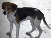 "lluvia" perrita beagle añitos necesita nuevo hogar. favor, ayudémosla encontrarlo.