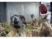 regreso águila pescadora