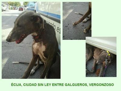 POR FIN RESCATADO!! Galgo abandonado con una herida en el cuello. Ecija (Sevilla)