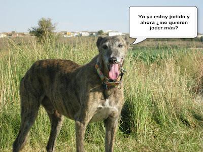 Tertulia entre ellos....