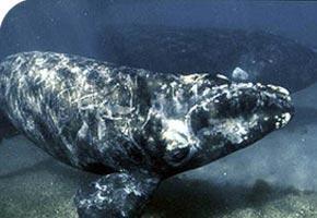 foto ballena franca austral