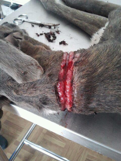 Rescatado el galgo herido de Ecija Imagenes fuertes