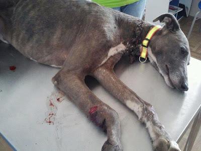 Rescatado el galgo herido de Ecija Imagenes fuertes