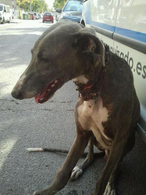 Rescatado el galgo herido de Ecija Imagenes fuertes
