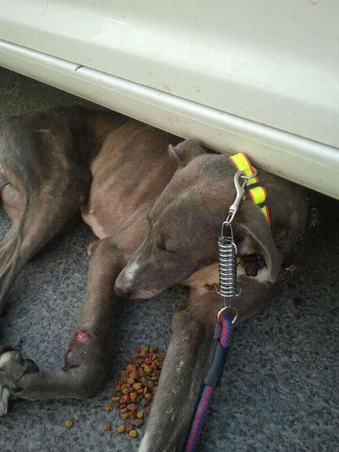 Rescatado el galgo herido de Ecija Imagenes fuertes